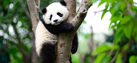 Smithsonian National Zoological Park